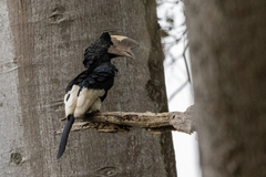 Bycanistes subcylindricus