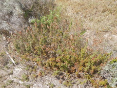 Thamnochortus fruticosus