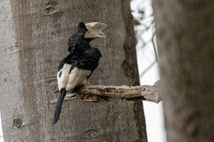 Bycanistes subcylindricus
