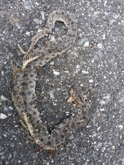 Sistrurus miliarius barbouri