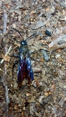 Elaphroptera