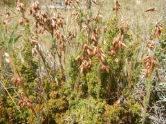 Thamnochortus fruticosus