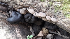 Daldinia childiae