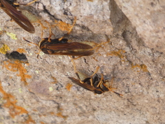 Polistes comanchus
