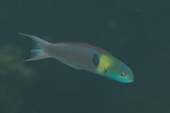 Thalassoma amblycephalus