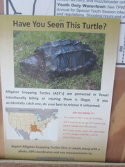 Macrochelys temminckii