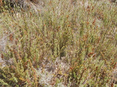 Thamnochortus fruticosus