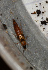 Lordithon trinotatus