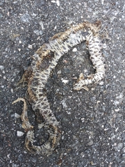 Sistrurus miliarius barbouri