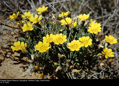 Gazania lichtensteinii