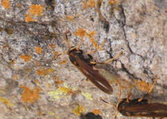 Polistes comanchus