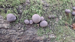 Daldinia childiae