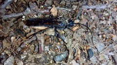Elaphroptera