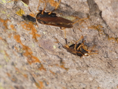 Polistes comanchus