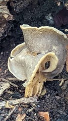 Helvella lacunosa