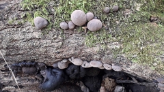Daldinia childiae