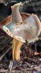 Helvella lacunosa