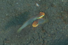 Valenciennea strigata