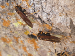 Polistes comanchus