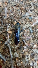 Elaphroptera