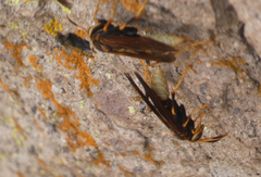 Polistes comanchus