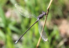 Archilestes