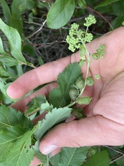 Dasineura salicifoliae