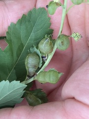Dasineura salicifoliae