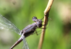 Archilestes