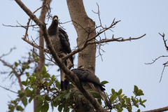 Crinifer zonurus