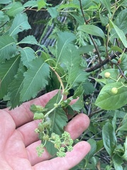 Dasineura salicifoliae