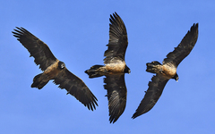 Gypaetus barbatus barbatus