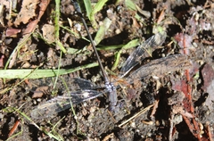 Archilestes