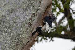 Bycanistes subcylindricus