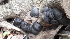 Daldinia childiae