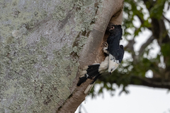 Bycanistes subcylindricus