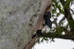 Bycanistes subcylindricus