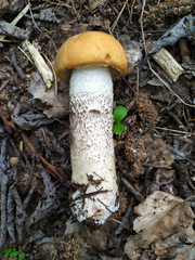 Leccinum albostipitatum