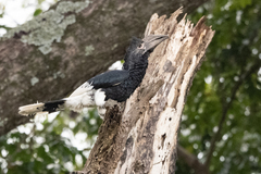 Bycanistes subcylindricus