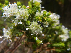 Camponotus niveosetosus