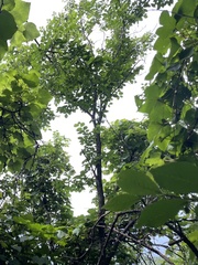 Ulmus davidiana