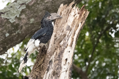 Bycanistes subcylindricus