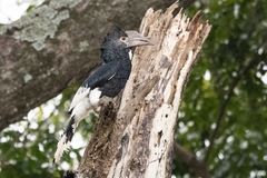 Bycanistes subcylindricus