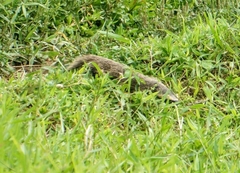 Galictis cuja
