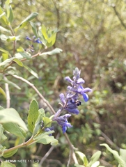 Salvia ballotiflora