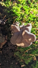 Helvella lacunosa