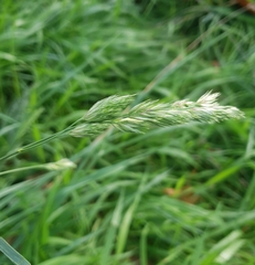 Dactylis glomerata