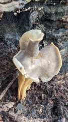 Helvella lacunosa
