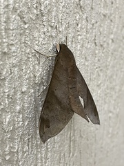 Pachylioides resumens