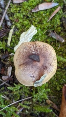 Paralepista flaccida